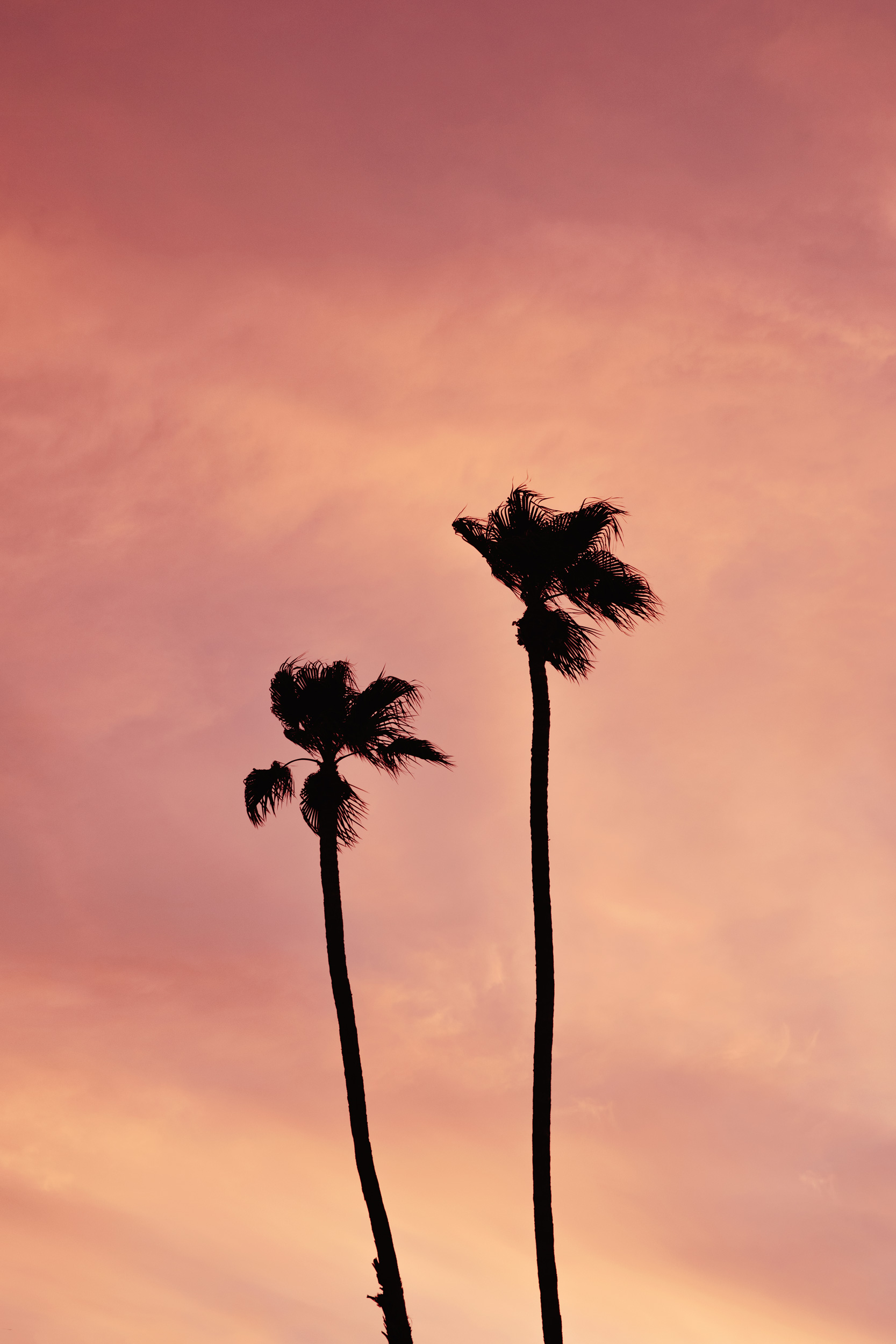 Two plam trees at sunset. Kimberly Genevieve lifestyle photographer Los Angeles