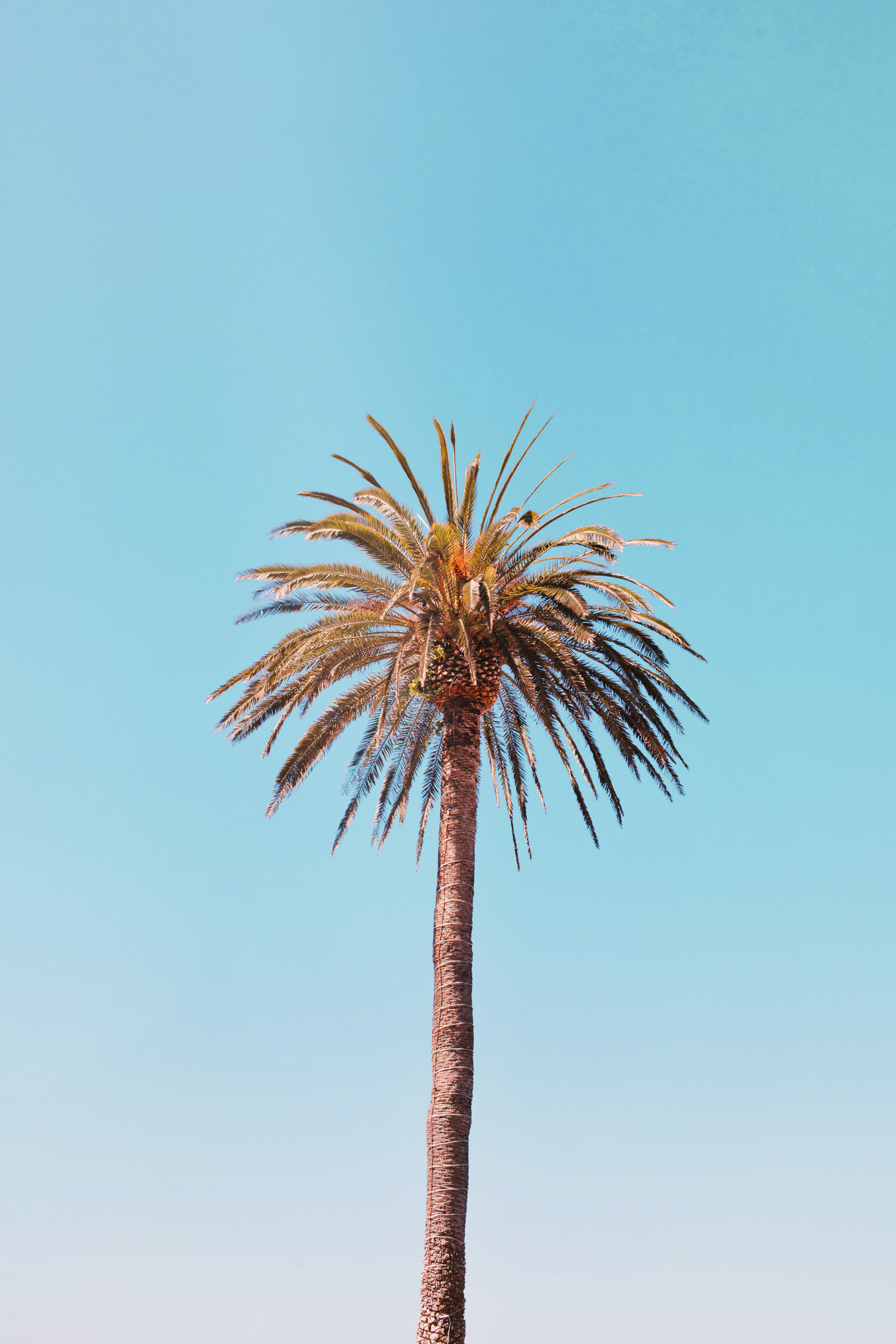 Palm Tree in Los Angeles. Kimberly Genevieve lifestyle photographer Los Angeles