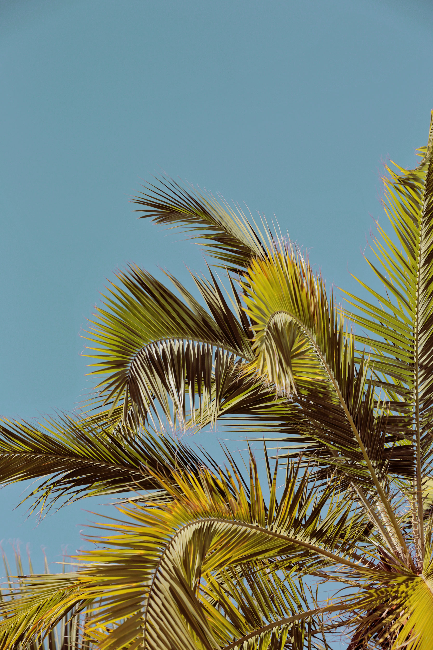 Palm Trees and a blue sky. Kimberly Genevieve lifestyle photographer Los Angeles