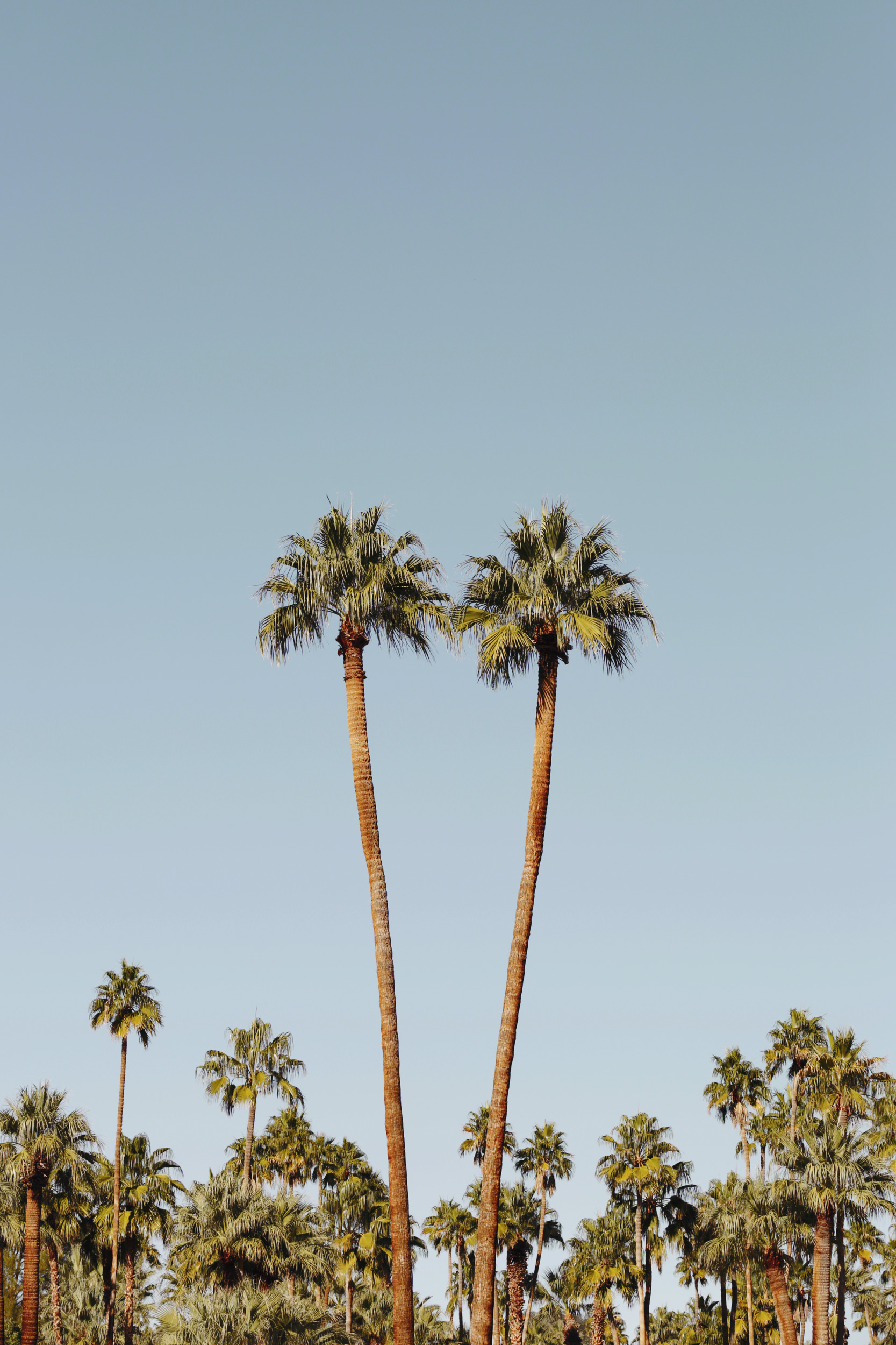 Two Palm Trees in Palm Springs. Kimberly Genevieve lifestyle photographer Los Angeles